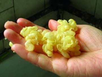这黄豆能吃吗？