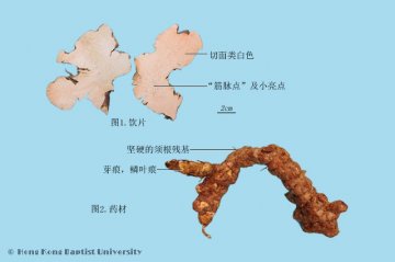 土茯苓（Tufulin）中药材鉴别相册