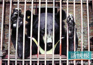 活熊取胆药企上市惹争议 中药协称阻上市是阴谋