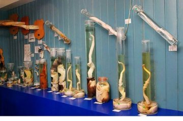 瞠目结舌：围观冰岛雄性生殖器博物馆