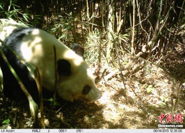 四川越西县境内首次拍到野生大熊猫