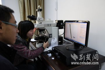 神农架首次公布不明动物毛发显微照片