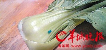 叶菜根部竟含可疑蓝色颗粒 菜农建议尽量不要吃