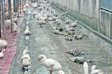 台爆全球首例H5N2亚型禽流感