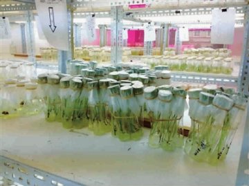 转基因水稻技术解密：原理清晰操作严谨