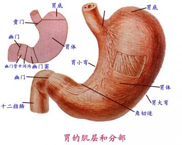 胃的肌层与分布