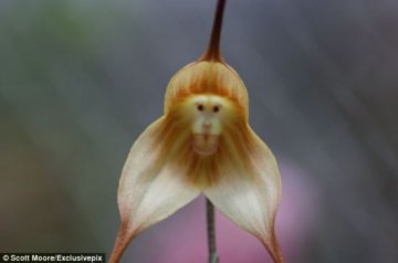 南美雾林怪异兰花长猴脸四季开花