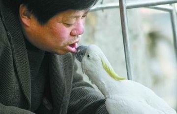 家养13岁鹦鹉与主人接吻多年成习惯