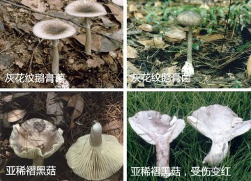 洛阳连发食用蘑菇中毒事件 14人中毒2人死亡