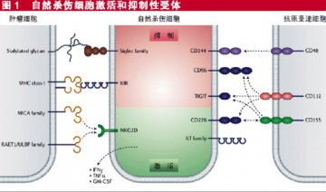 TIGIT和PVR家族成员