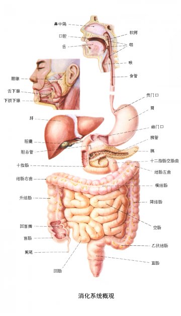 消化系统概观（2）