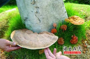 游客在山间发现十余株南方灵芝