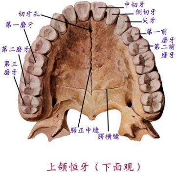 上颌恒牙下面观