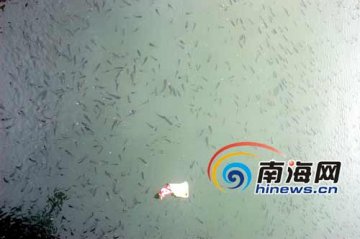 数万小鱼浮水面 专家称与地震无关