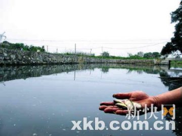 小河一夜变黑发臭数千活鱼暴毙