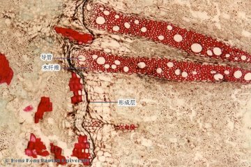 防已（Fangji）中药材横切面显微鉴别照片