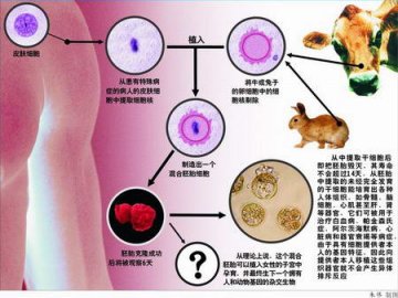英科学家要培植人兽胚胎引发医学伦理争议