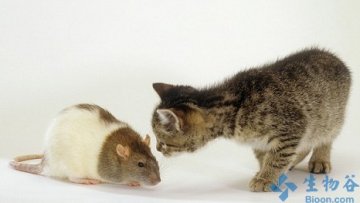 一个基因就让老鼠“不怕”猫