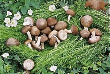 医生介绍蘑菇中毒后5大急救措施