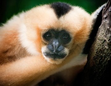 《BMC进化生物学》：长臂猿“歌声”有地方口音