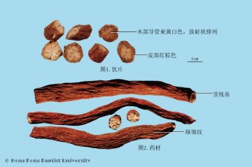 丹参（Danshen）中药材鉴别相册