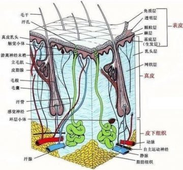 健康指南：角质层 过厚不行过薄也不行