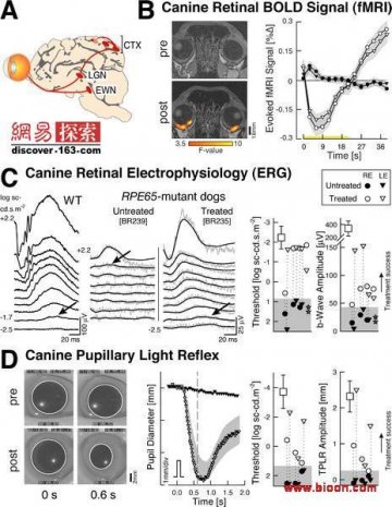 科学家找到新基因疗法 或可让人