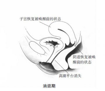 科普男女性器官在性反应周期中的变化