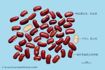 赤小豆（Chixiaodou）中药材鉴别照片