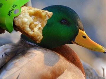 食品商永远不会说的11个秘密