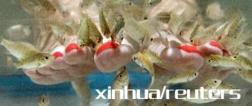 美化皮肤的新方法：美甲沙龙让小鱼来帮忙