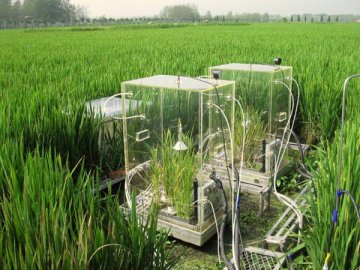 南京土壤所等在稻田生物固氮研究方面获新成果