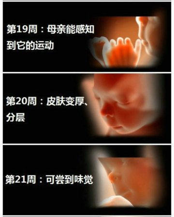 生命的史诗！人类从受精到出生全过程
