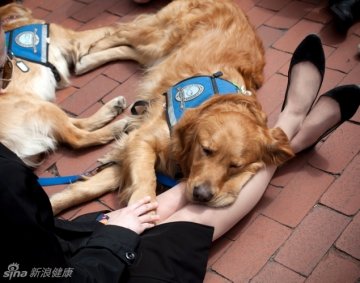 4.金毛犬枕在市民腿上