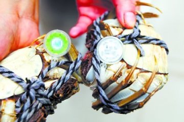 重庆怀孕2个月孕妇连吃4只大闸蟹流产