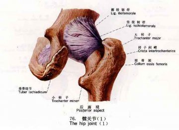 髋关节
