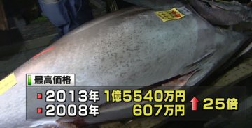 世上最贵金枪鱼受人青睐 盘点金枪鱼十大功效
