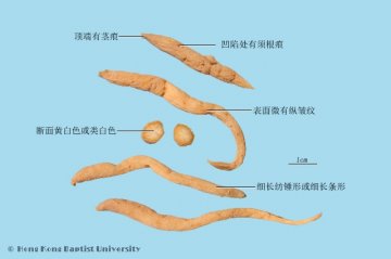 太子参（Taizishen）中药材鉴别相册