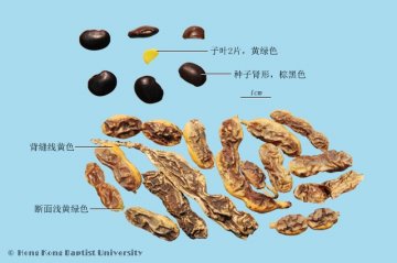 槐角（Huaijiao）中药材鉴别照片