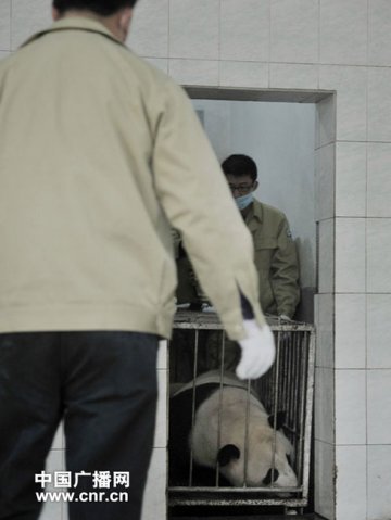 熊猫在采血前已经注射了麻醉剂看起来昏昏欲睡