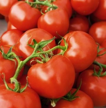 研究发现：西红柿、土豆等近千种植物具有肉食性