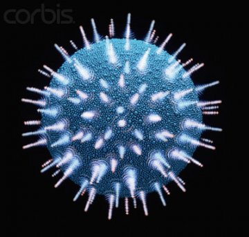 HIV病毒会规避人体免疫系统 疫苗开发艰难