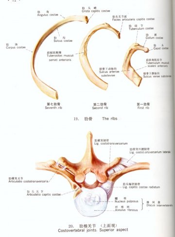 肋骨 \肋椎关节