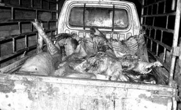 黑窝点私宰病死猪 执法者自查自卖“问题肉”