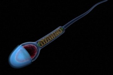 男性避孕药将问世？实验体停药7天精子可恢复正常