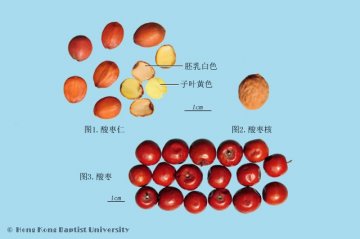 酸枣仁（Suanzaoren）中药材鉴别照片