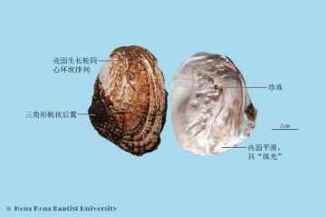 珍珠母（Zhenzhumu）中药材鉴别照片