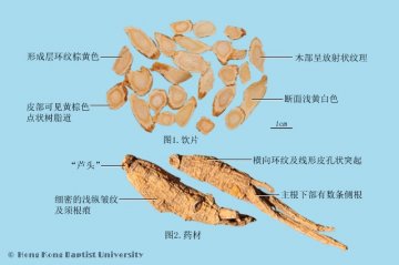 西洋参（Xiyangshen）中药材鉴别相册