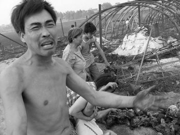 村民焚烧秸秆火势蔓延烧死鸡场8千只鸡
