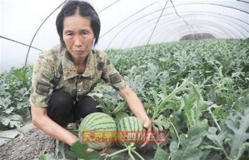 “口口脆”每天滞销300万斤 浙江在川瓜农恐血本无归
